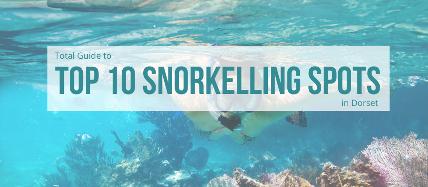 Snorkelling Spots in Dorset